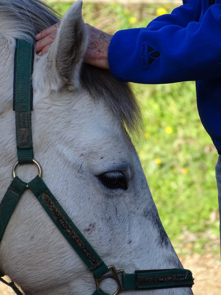 Moana, our horses are perfect for children and adults